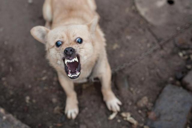 作死 男子被蝙蝠咬伤后坚持不打疫苗 一个月后因狂犬病死亡 全网搜