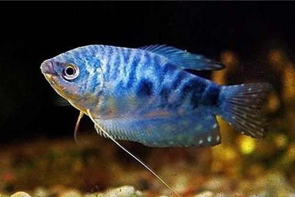 12种最适合懒人养的鱼（12种最适合懒人养的鱼图片）