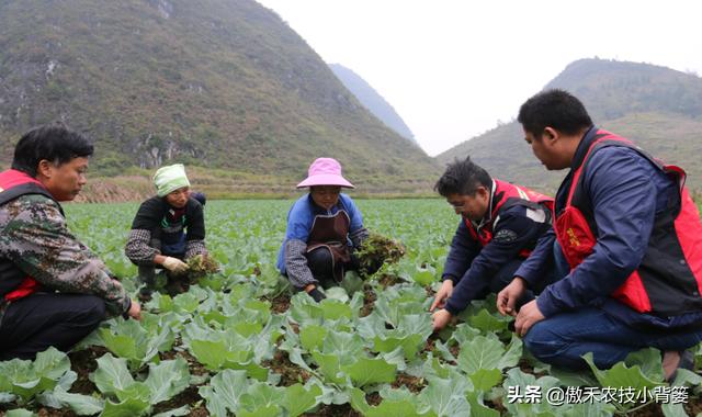 瓜果蔬菜灵活巧施钙肥，能有效提高果蔬的品质6