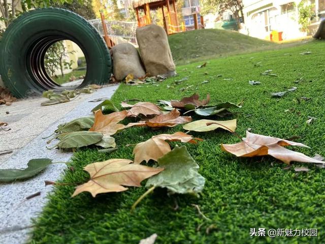 「班级风采」落叶知秋