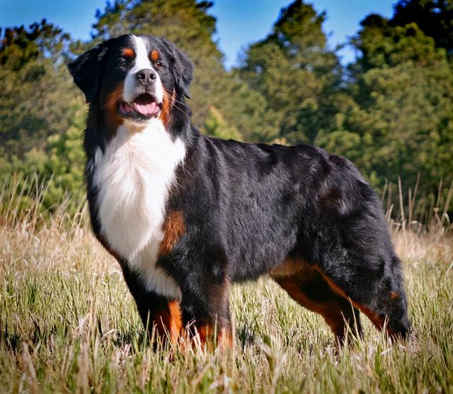 伯恩山犬的智商在犬类智商中排行二十六,聪明且理解