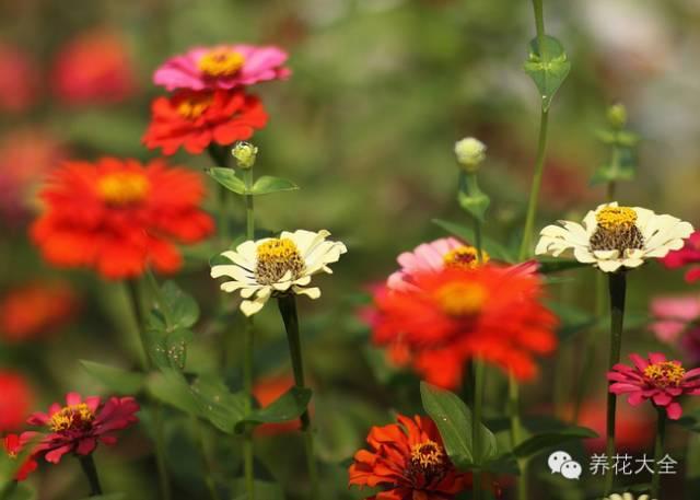 花卉种植