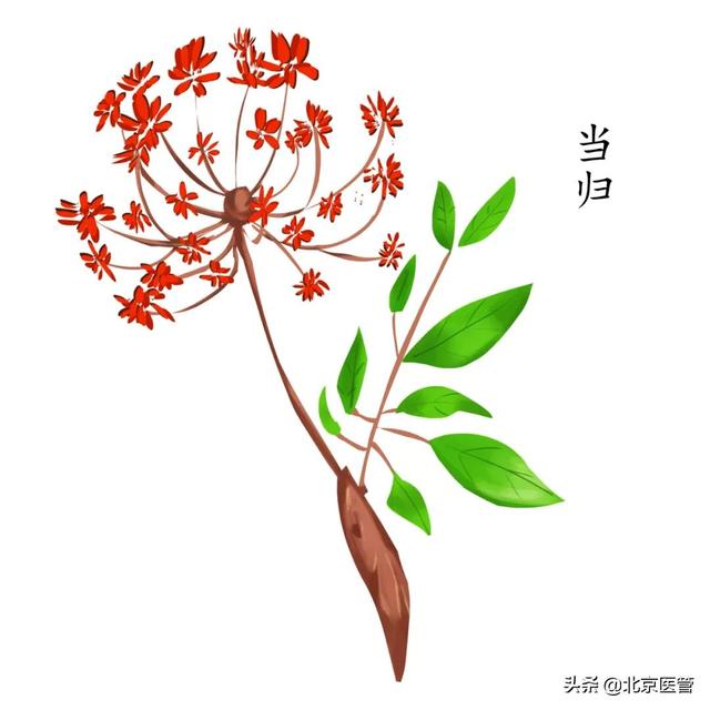 冬季皮肤干燥怎么办？药师推荐这几款中药