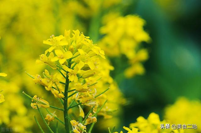 油菜花可以吃吗