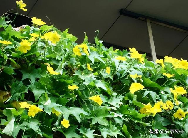 丝瓜种植 丝瓜种植（丝瓜种植管理和修剪） 生活