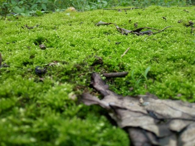 苔藓 苔藓（苔藓植物） 生活