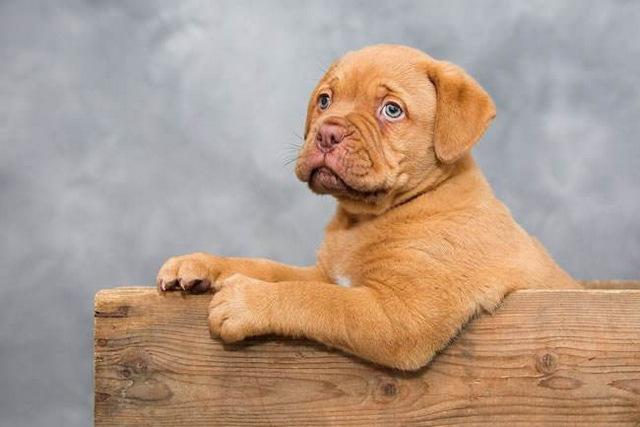 十大护卫犬 十大护卫犬（十大护卫犬排行榜） 动物