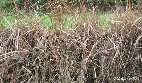 这个除草剂更厉害，杂草1天中毒，3天死草，3天播种下茬3