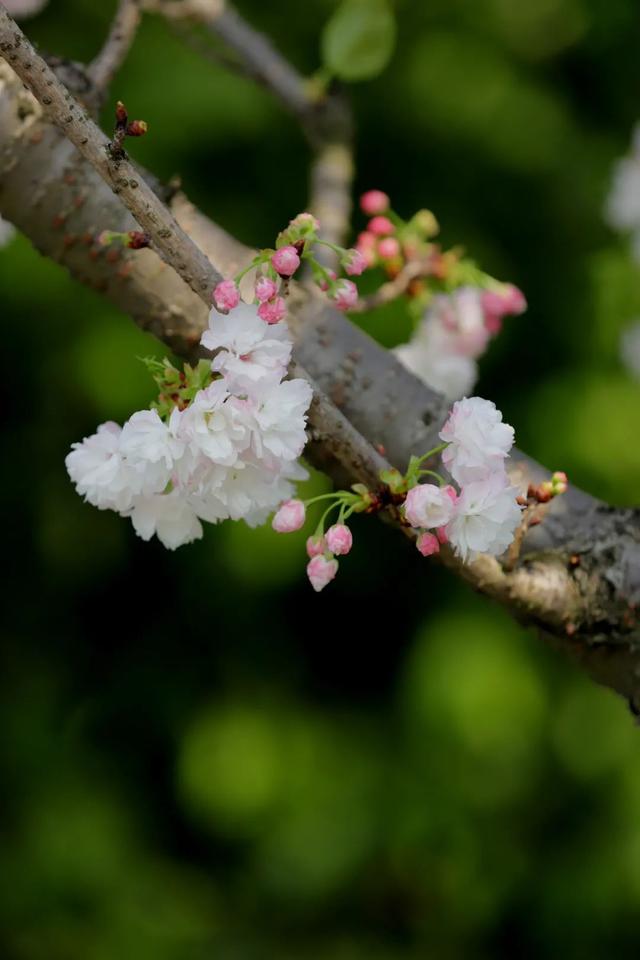 鸽子树