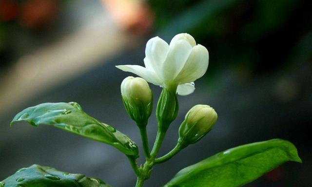 茉莉花花语