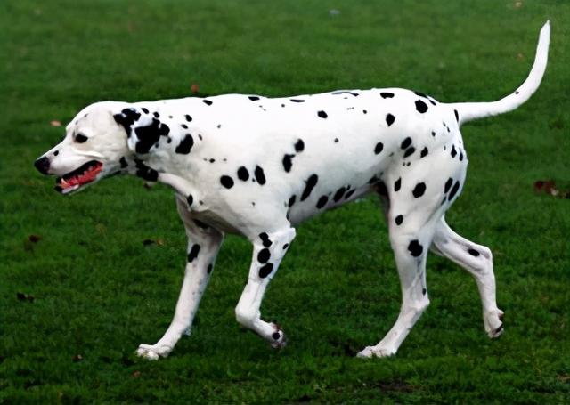 短毛大型犬 品种图片