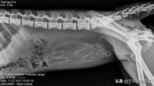 天竺鼠怀孕