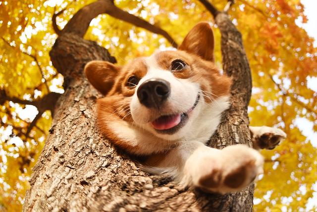 秋田犬俊介