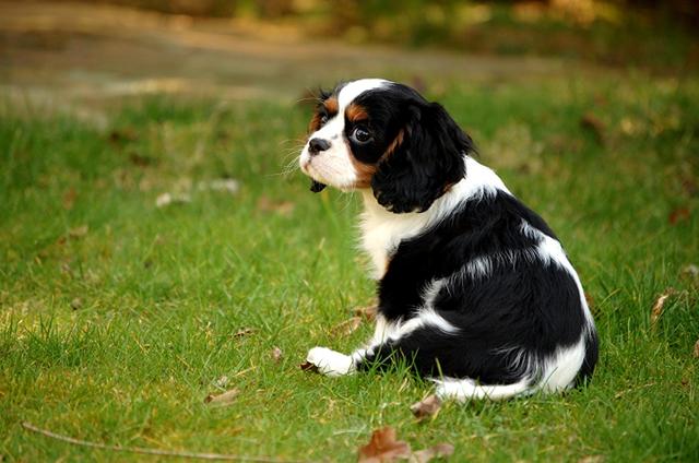 骑士查理王猎犬