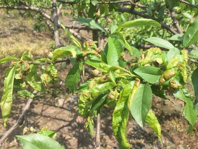 桃树缩叶病怎么防治？首选2款杀菌剂，稀释1000倍，多阶段喷洒3