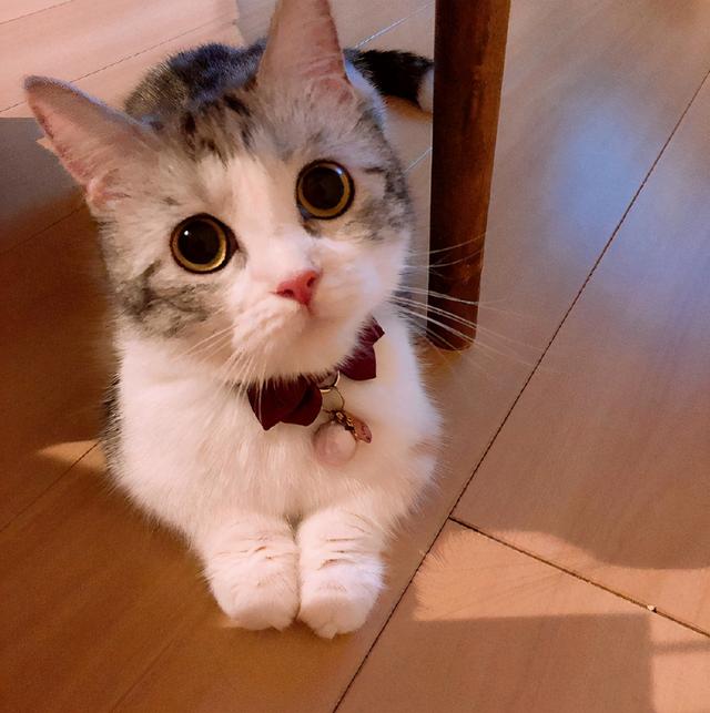 短腿猫