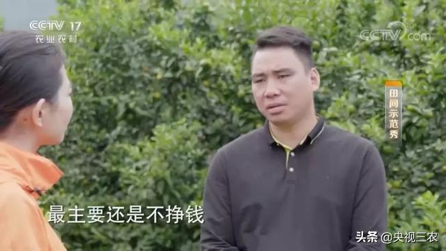 砂糖桔全攻略！大小果咋办？怎么一眼“看”出最甜的果？8