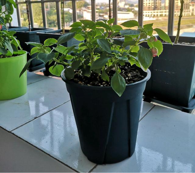 非洲凤仙花 非洲凤仙花（非洲凤仙花花期） 生活