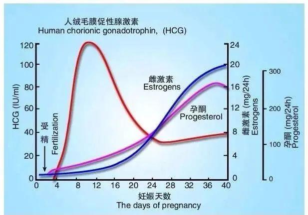 孕早期会令人心塞的HCG和孕酮