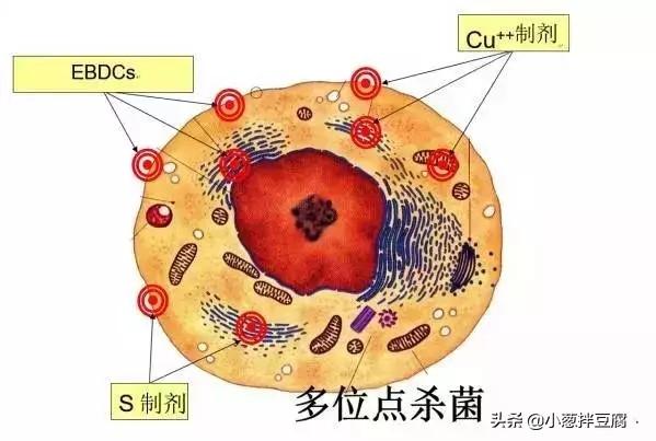 为何松脂酸铜是替代波尔多液的理想杀菌剂？1