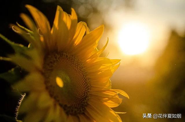 老去的路上，愿你眼里尽是阳光，笑里全是坦荡