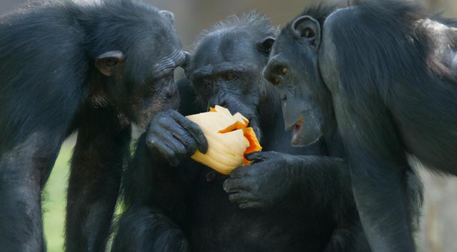 持续4年的贡贝黑猩猩战争 撕下对手皮肤 摘生殖器只为宣示成功 太阳信息网