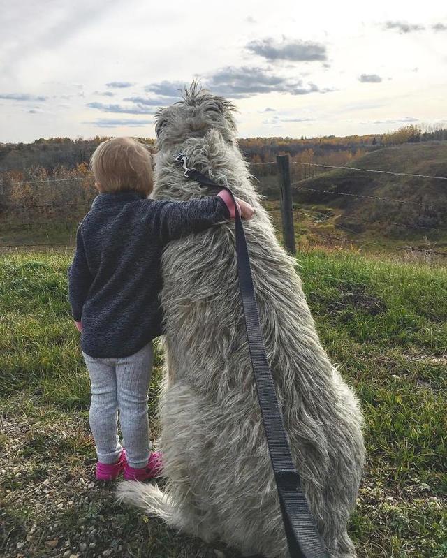 猎狼犬