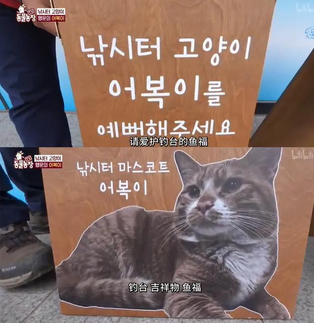 钓鱼猫