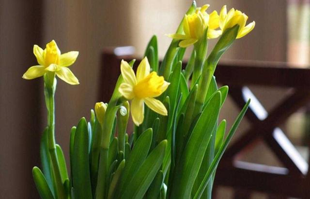 黄水仙 黄水仙（黄水仙花） 生活