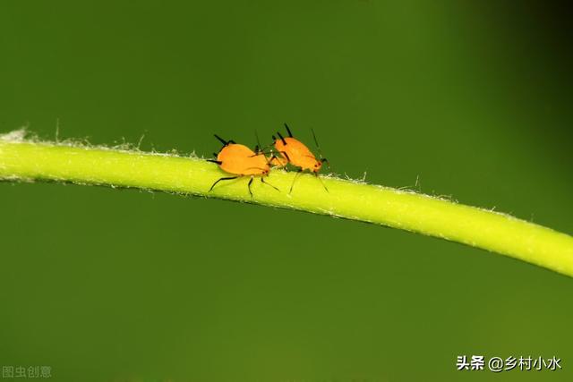 蚜虫太多杀不干净？老农传授8个杀虫土招，招招有效