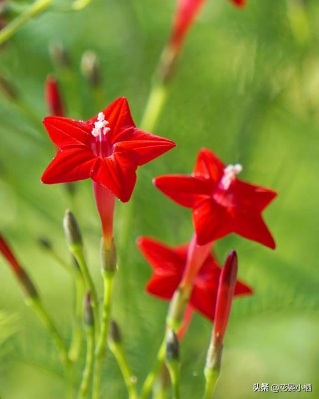 儿时的星星花 这样养 一棵爬满你家整个篱笆墙 今日热点