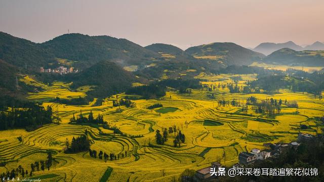 云南罗平油菜花