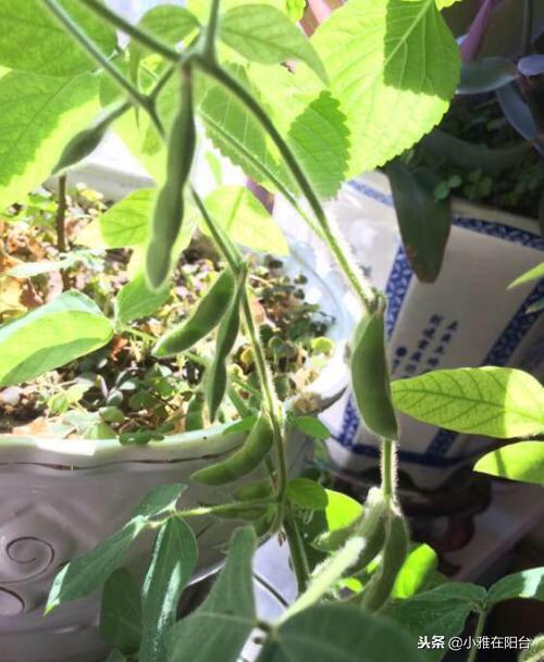 如何种菜 如何种菜（空间站的大便如何种菜） 生活