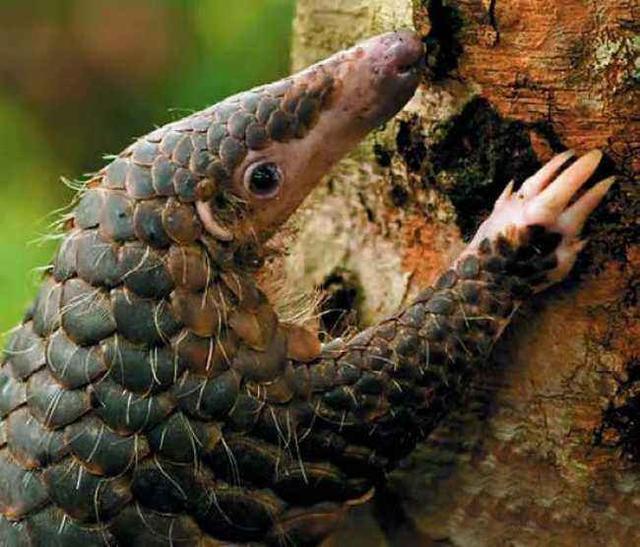 舌背面的乳头中表面有角化