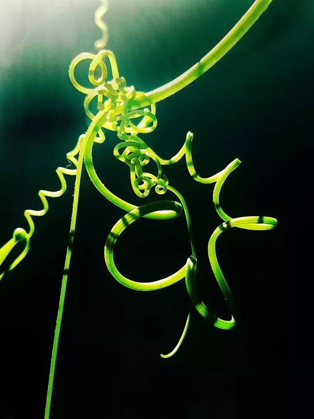 [微信七里香代理]，微信视频发黑了怎么调呢