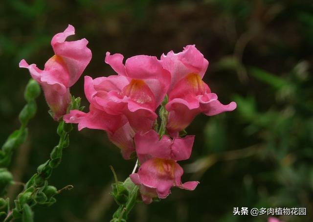 金鱼草花期 金鱼草花期（金鱼草花期多长） 生活