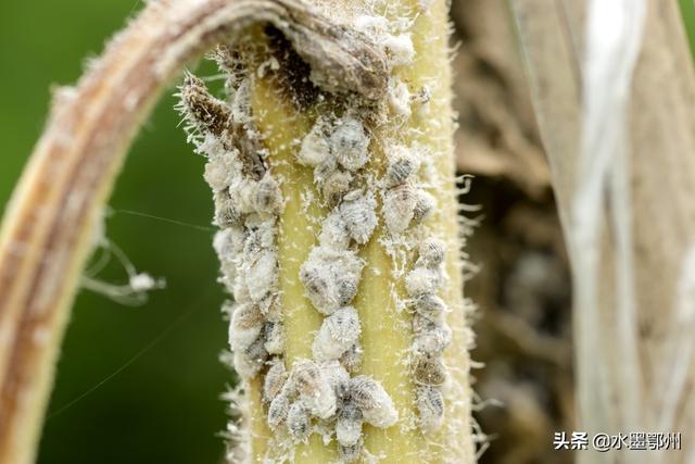 食用菌病虫害防治