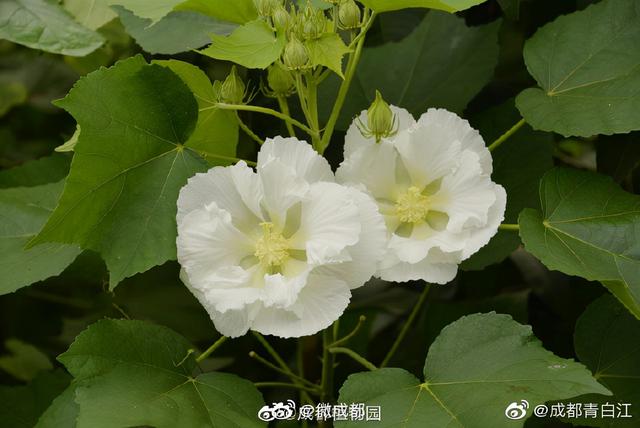 芙蓉代表什么意思