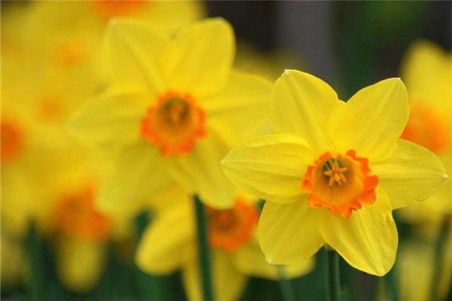 黄水仙 黄水仙（黄水仙花） 生活