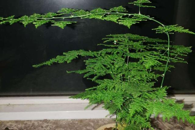 「重磅消息」怎样才能变矮 我太高了(太高了怎么才能变矮)