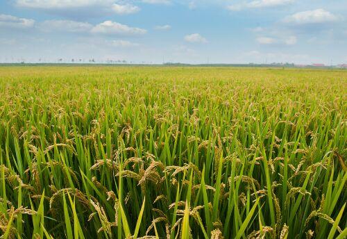 水稻后期管理需要加把劲，4项关键措施要做到位，才能确保高产5