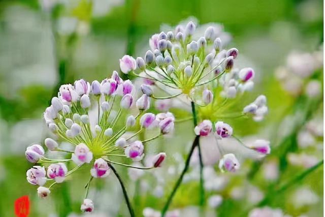 摘蒙花：酷似野葱，花朵香味浓郁，晒干 140元1斤，做酱料是一绝1