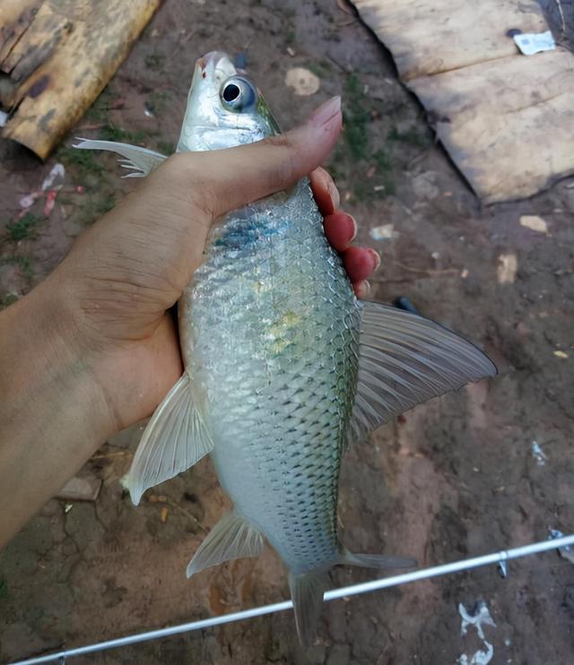 鲮鱼饵