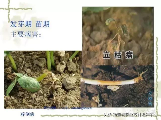 【作物病害】冬瓜常见病害识别及防治大全（推荐收藏）6