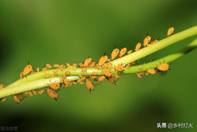 自制辣椒水杀虫剂，不打药也能防治虫害！配方在这里3