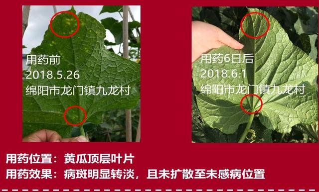 同是大蒜提取物，大蒜素为何优于乙蒜素？其对细菌病害效果如何？7