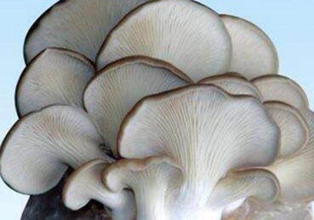 平菇种植的技术 平菇各种方法栽培的要点，这些相关知识，你知道多少呢？