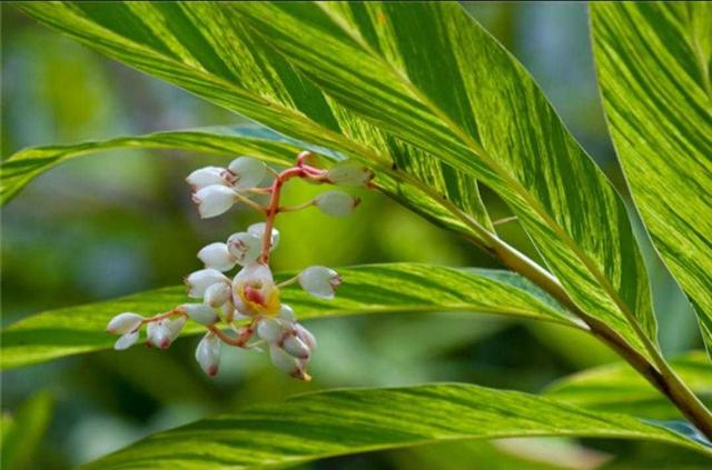 花叶艳山姜