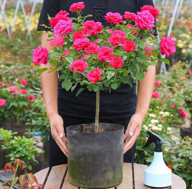 月季花品种