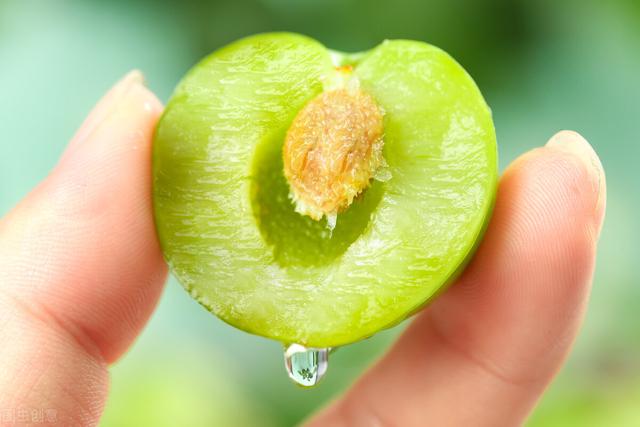 蜂糖李 蜂糖李（蜂糖李的生物学特性） 生活